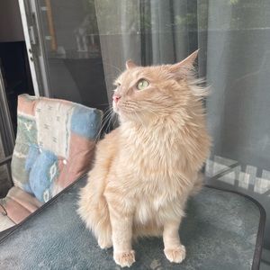 Meet your Posher, Adam